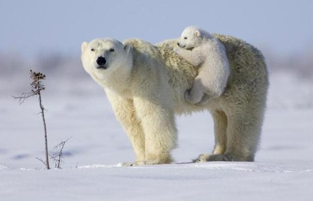 babies-dangerous-wild-animals.blogspot.com polar-bear mother  and-cub