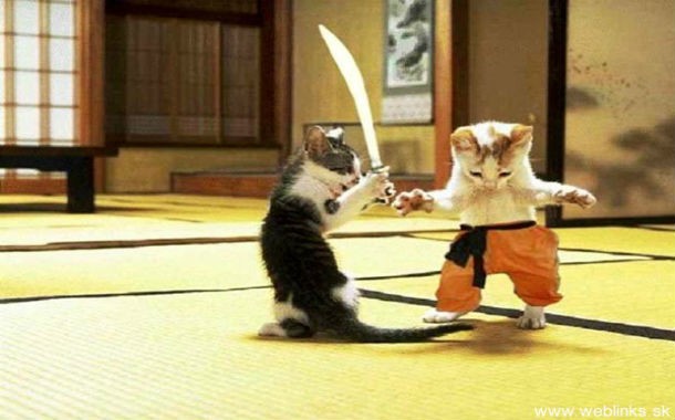 Ninja cats