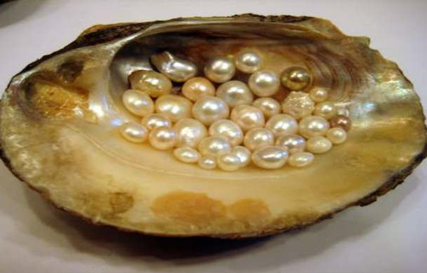freshwater-clam-with-natural-freshwater-pearls