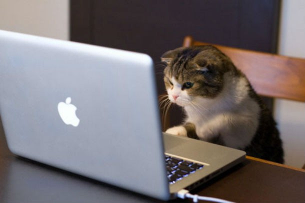 Cat typing on laptop