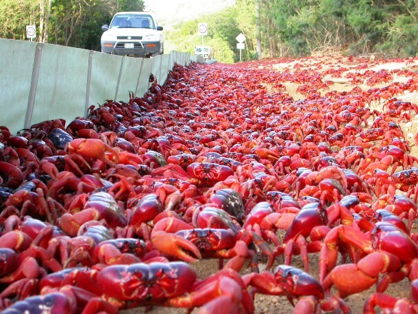 red-crabs2
