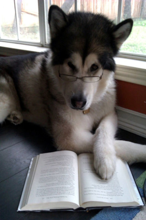 safe4work.org smart-dog-is-reading