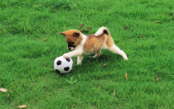stuffpoint.com 445831-dogs-dog-playing-soccer