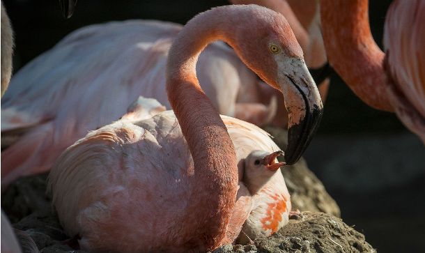 timesofsandiego.com Flamingo-Chick