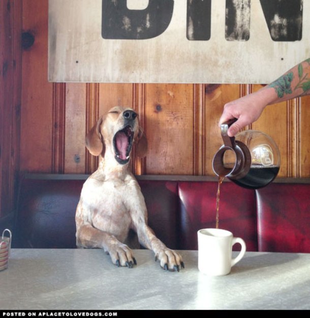 www.aplacetolovedogs.com dog-yawning