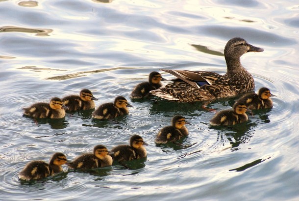 www.deluxebattery.com animal-duck-parents-babies