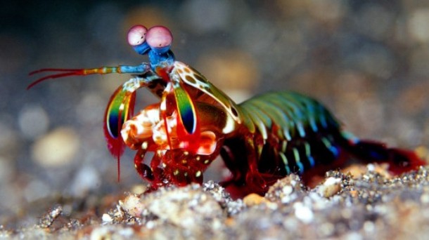www.gizmag.com mantis_shrimp_body_armor-7
