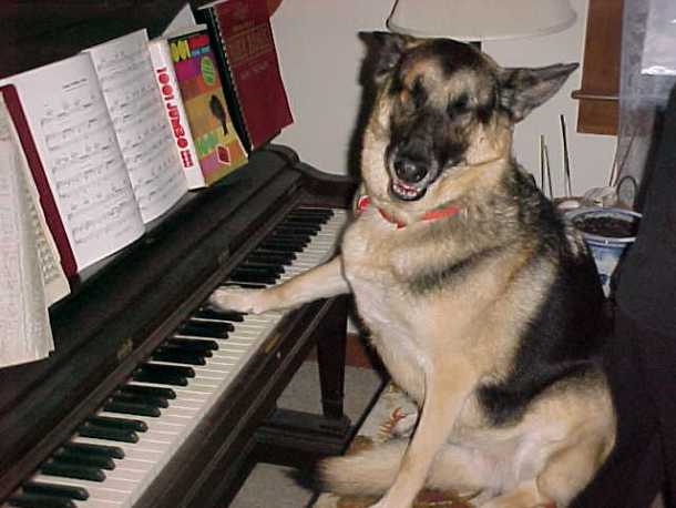www.lovethatdogtraining.com Eve plays piano