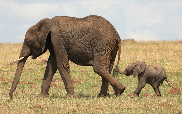 www.outsidethebeltway.com Elephant-and-Baby-Elephant