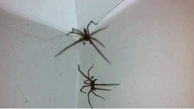 creepy spiders