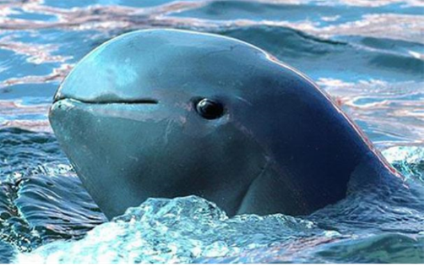 www.slicktiger.co.za Irrawaddy-Dolphin