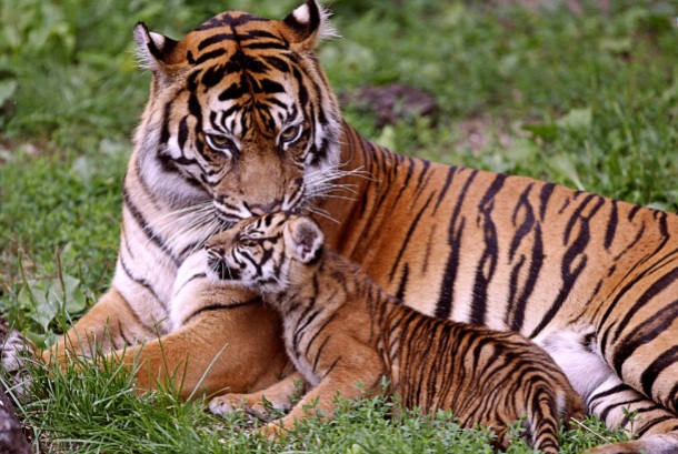 www.superbwallpapers.com tiger-with-cub-5562-1920x1200
