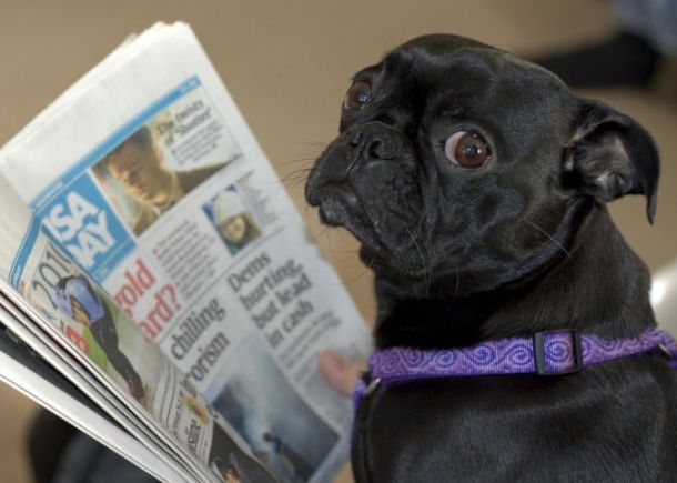 www.yourdogpictures.com 0000000264-c6be2ceb7751293c11c052798371155a-dog-reading-newspaper