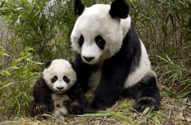 xaxor.com panda-animal-parents-part3-10