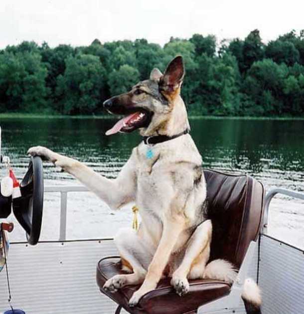 yachtpals.com dog-boat-dog