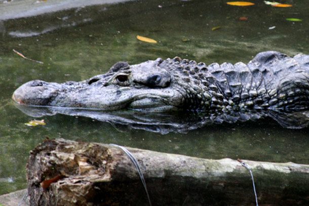 caiman crocodile