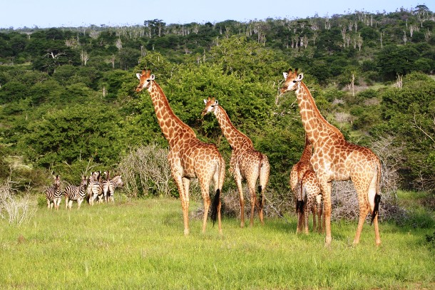 carrollsinangola.wordpress.com kissama-giraffes-and-zebras