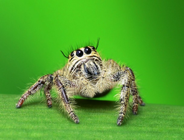djurblogg.nu The-Himalayan-Jumping-Spider