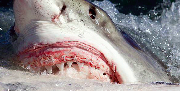 A shark's face with teeth