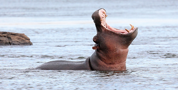 A hippo with its mouth open in the water