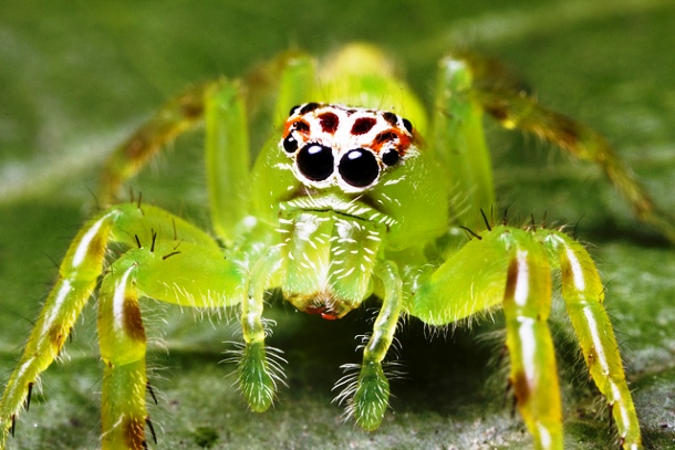 isolympia.com Mopsus-Mormon-–-Green-Jumping-Spider-–-Australia