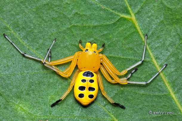 melvynyeo.deviantart.com eight_spotted_crab_spider_by_melvynyeo-d5b6071