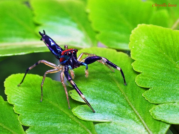 peckhamia.com Pen Araneae B03 H K Tang Chrysilla Lauta Elegant Jumping Spider Lor. Halus Singapore CC A NC ND 2 034