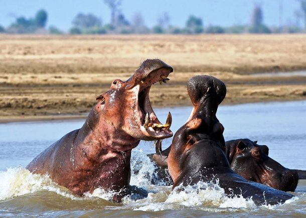 www.audleytravel.com hippo_fighting_luangwa_river_zambia