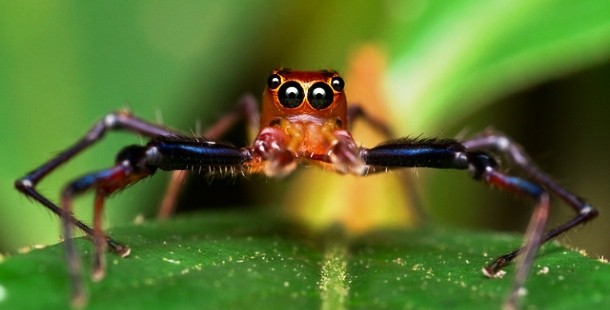 25 adorable spiders that are not as scary as you think