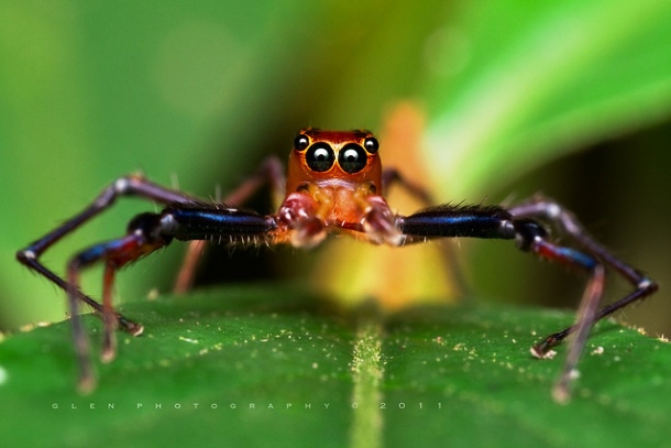 25 Adorable Spiders That Are Not As Scary As You Think