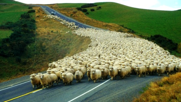 www.high50.com Blog_sheep_New-Zealand_620-CorbisWL010977