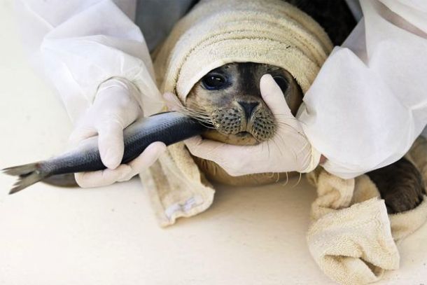www.socialphy.com seal-pups-rescued-europe-fish_47172_600x450