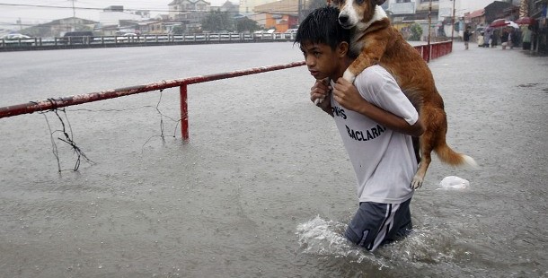 25 animal saviors who will restore your faith in humanity