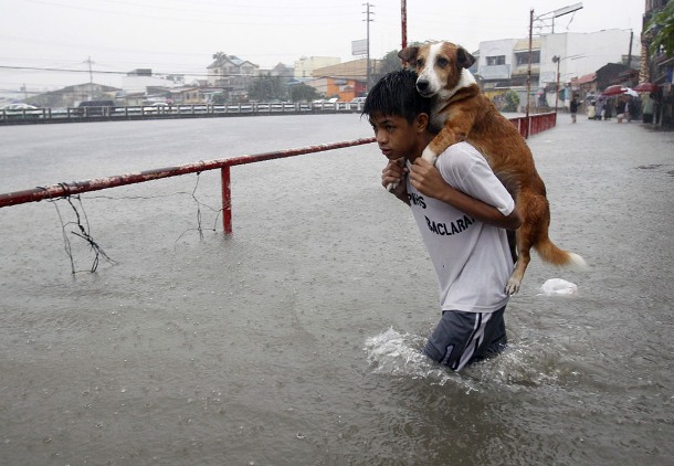 25 Animal Saviors Who Will Restore Your Faith In Humanity