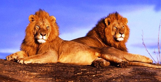A couple of lions lying down