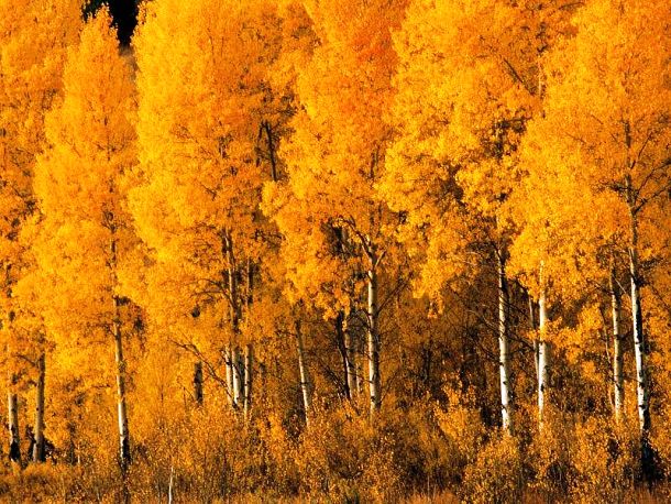 Yellow Aspen trees in Montana, USA