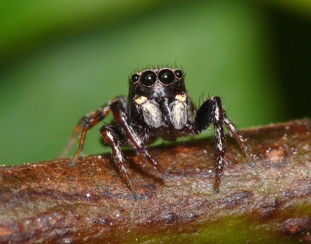 commons.wikimedia.org Jumping-spider