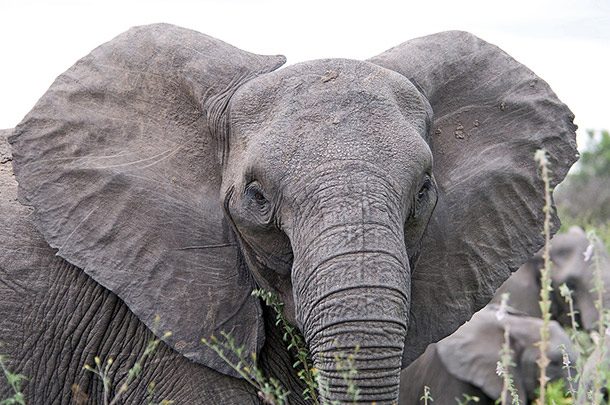 elephant ears