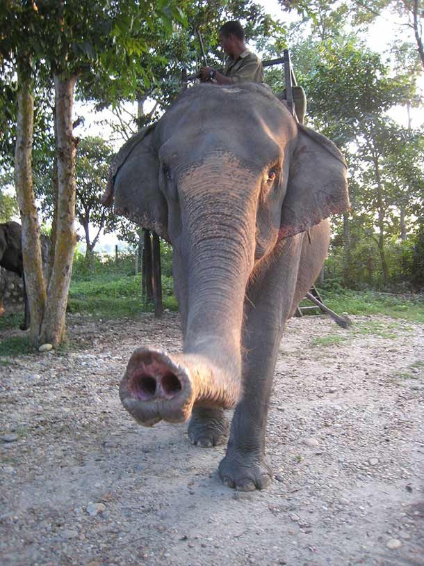 elephant trunk 2