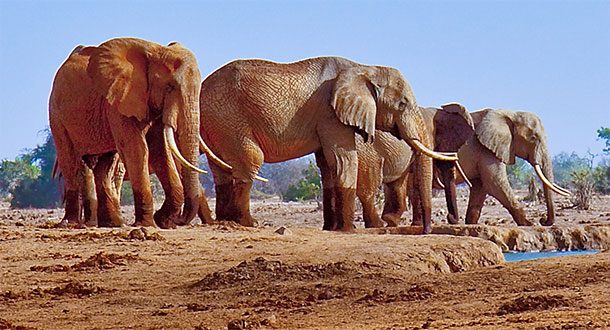 elephants muddy