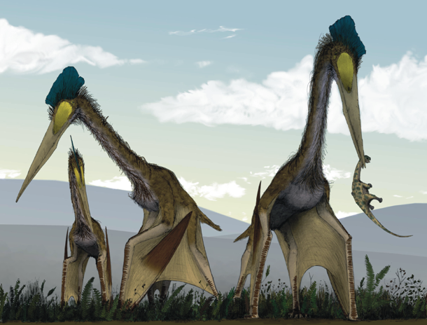 en.wikipedia.org Life_restoration_of_a_group_of_giant_azhdarchids,_Quetzalcoatlus_northropi,_foraging_on_a_Cretaceous_fern_prairie
