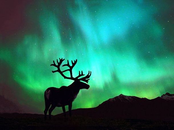 environment.nationalgeographic.com caribou-northern-lights_104_600x450