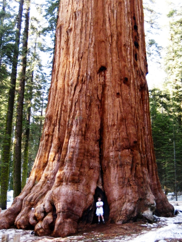 hoylandcommonprimary.co.uk general-sherman-_-giant-sequoia