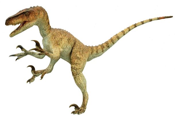www.dinosaurfact.net Utahraptor3