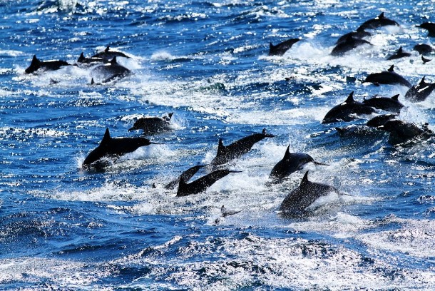 www.kpopstarz.com dolphin-superpod-sighting-in-san-diego-coastline