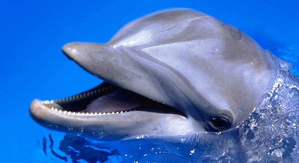 www.liveanimalslist.com dolphin-teeth-view