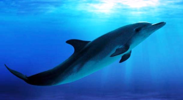 www.liveanimalslist.com white-color-dolphin