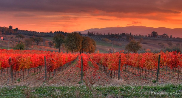 vineyards of Montefalco in Umbria region, Italy