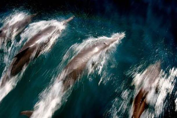 www.nbcnews.com 081124-dolphins-hmed-7a.grid-6x2