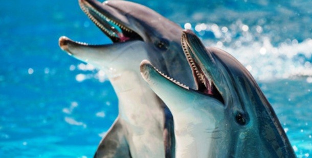 25 Cool And Absolutely Extraordinary Dolphin Facts